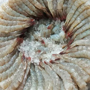 PRESENTACION-EN-COLA