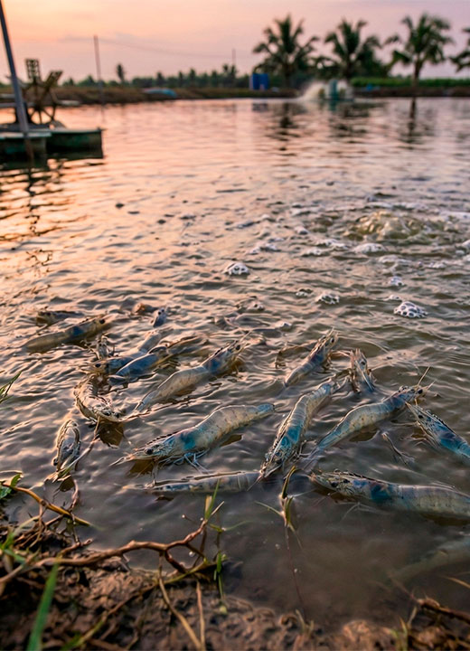 CAMARON-litopenaeus-vannamei